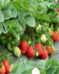 平谷甘露草莓苗零售价格华科园艺